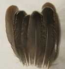 Capercailli  hen shoulder